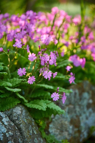 Flores Silvestres Prado Close Vista — Fotografia de Stock
