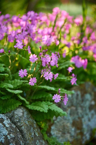 Flores Silvestres Prado Close Vista — Fotografia de Stock