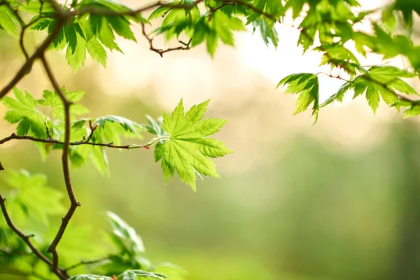 Foglie Sull Albero Vista Vicino — Foto Stock