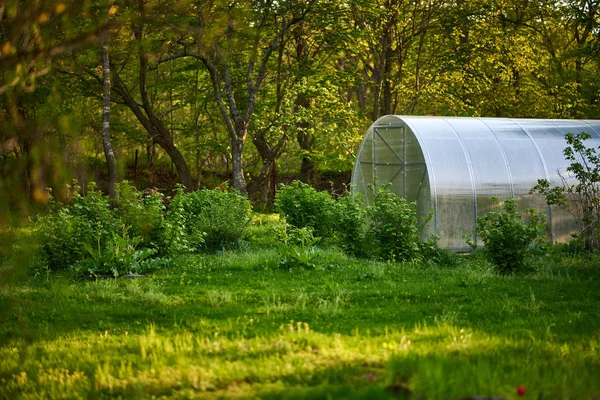 Kleines Gewächshaus Sommergarten Stockbild