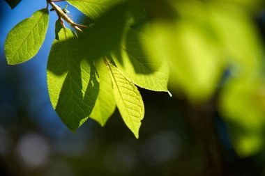 Ağacın dalında sabah yeşil yapraklar