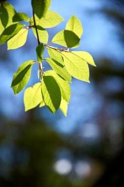 Baharda ağaçtaki yeşil yapraklar 