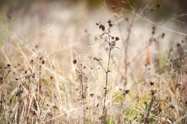 Vista Ravvicinata Fiori Selvatici Secchi Nel Campo — Foto Stock