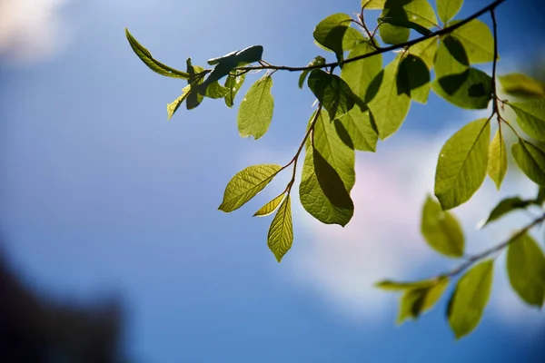 Κλαδί Δέντρου Πράσινα Φύλλα Πρωί — Φωτογραφία Αρχείου