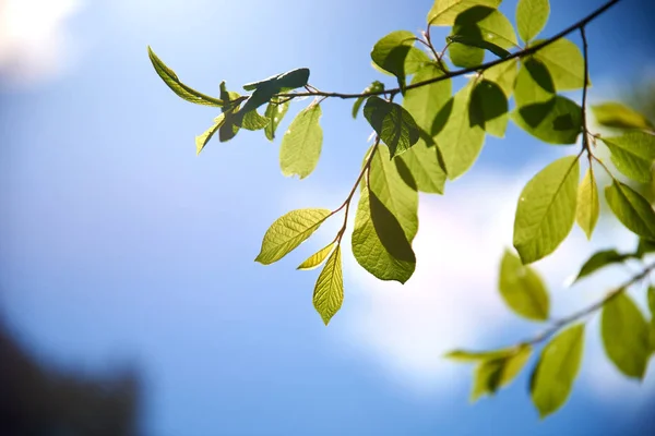 Zweig Eines Baumes Mit Grünen Blättern Morgen — Stockfoto