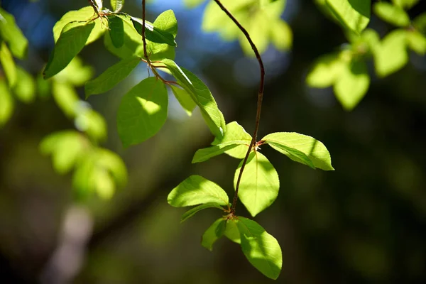 Zweig Eines Baumes Mit Grünen Blättern Morgen — Stockfoto