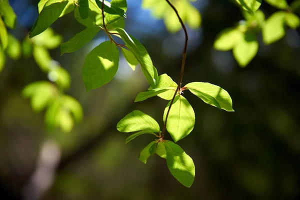 Zweig Eines Baumes Mit Grünen Blättern Morgen — Stockfoto