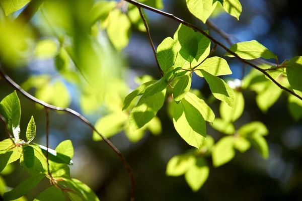 Zweig Eines Baumes Mit Grünen Blättern Morgen — Stockfoto