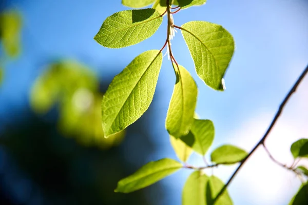 Ramo Uma Árvore Com Folhas Verdes Manhã — Fotografia de Stock