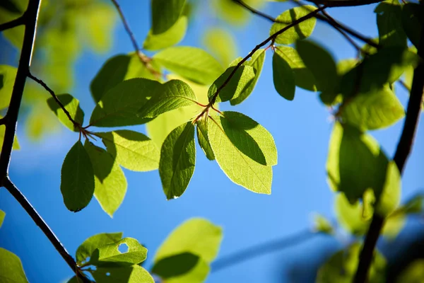 Zweig Eines Baumes Mit Grünen Blättern Morgen — Stockfoto