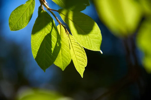 Zweig Eines Baumes Mit Grünen Blättern Morgen — Stockfoto