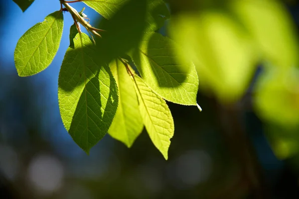 Ramo Albero Con Foglie Verdi Mattina — Foto Stock