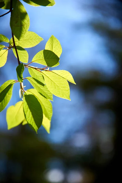 Gałąź Drzewa Zielonymi Liśćmi Rano — Zdjęcie stockowe