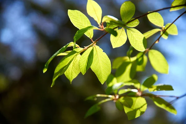 Ramo Albero Con Foglie Verdi Mattina — Foto Stock