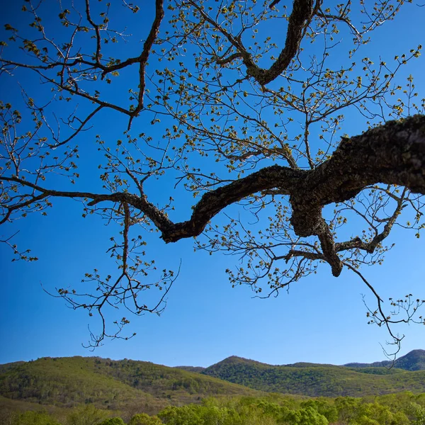 Branches Arbres Contre Ciel Bleu — Photo