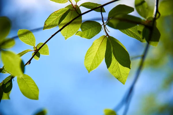 Folhas Verdes Uma Árvore Primavera — Fotografia de Stock