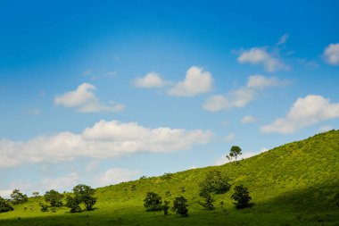 Güneşli bir günde güzel yeşil çayır