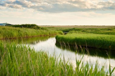 Güneşli bir günde güzel yeşil çayır
