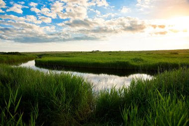 Güneşli bir günde güzel yeşil çayır