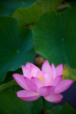 Güzel pembe nilüfer çiçeği yakın plan görüntüsü