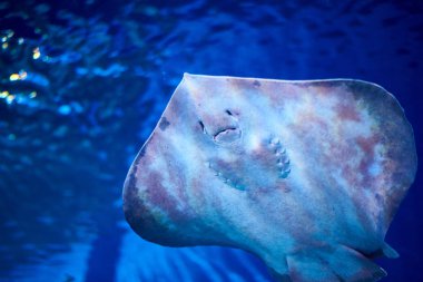 Akvaryumdaki balıkların yakın çekim görüntüsü