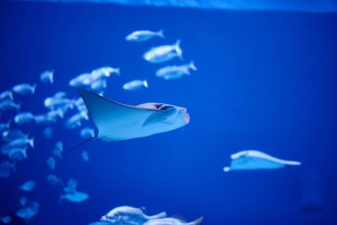 Akvaryumdaki balıkların yakın çekim görüntüsü