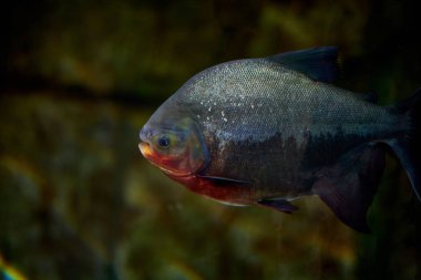 Akvaryumdaki balıkların yakın çekim görüntüsü