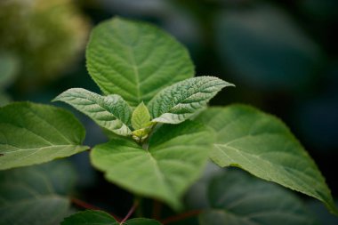 Yeşil yaprakların yakın görüntüsü 