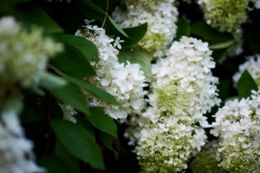 bahar yabani çiçekleri yakın plan görünümü