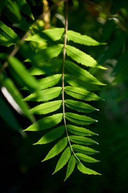 Yeşil yaprakların yakın görüntüsü 