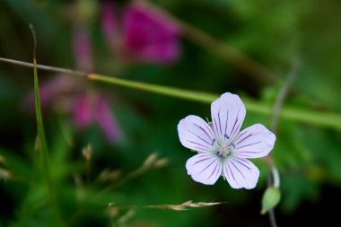 bahar yabani çiçekleri yakın plan görünümü