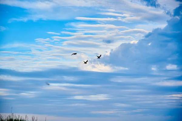 Flying Seagull Blue Sky — Stock Photo, Image