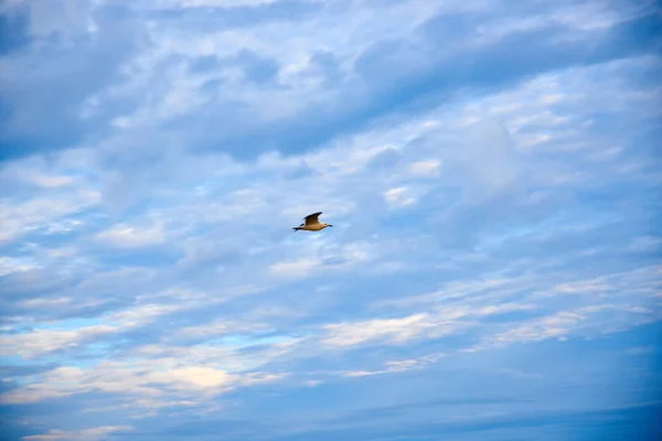 Flying Seagull Blue Sky — Stock Photo, Image