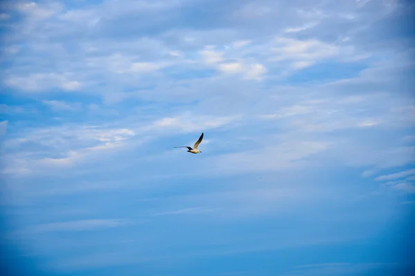 Gaviota Voladora Cielo Azul — Foto de Stock