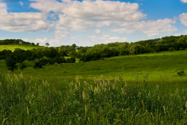 Mooie Groene Weide Zonnige Dag — Stockfoto