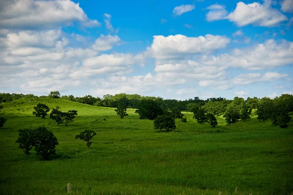 Beautiful Green Meadow Sunny Day — Stock Photo, Image