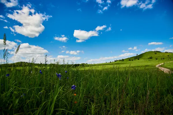 Mooie Groene Weide Zonnige Dag — Stockfoto