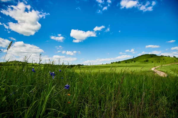 Mooie Groene Weide Zonnige Dag — Stockfoto