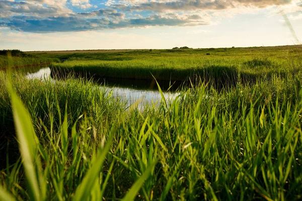 Beautiful Green Meadow Sunny Day — Stock Photo, Image