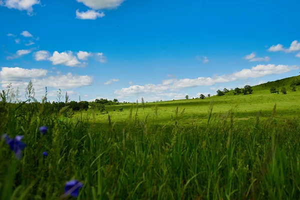 Mooie Groene Weide Zonnige Dag — Stockfoto