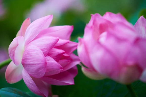 Güzel Pembe Nilüfer Çiçeği Yakın Plan Görüntüsü — Stok fotoğraf