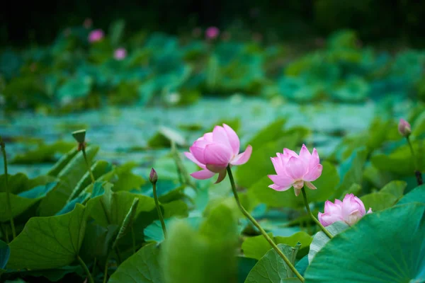 Beautiful Pink Lotus Flower Close View — Stock Photo, Image