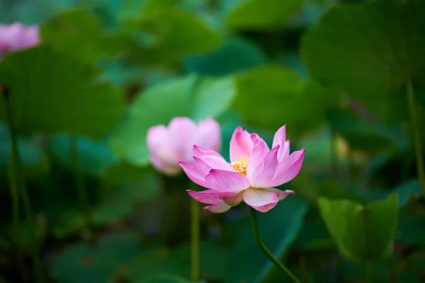 Bela Flor Lótus Rosa Vista Close — Fotografia de Stock