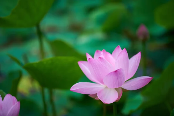 Mooie Roze Lotus Bloem Close Uitzicht — Stockfoto