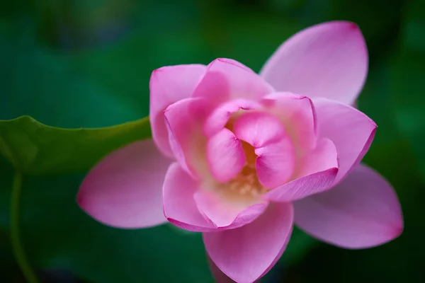 美丽的粉红莲花特写 — 图库照片