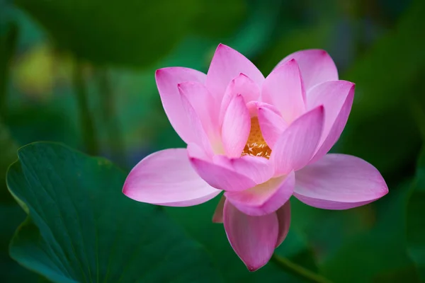 Mooie Roze Lotus Bloem Close Uitzicht — Stockfoto