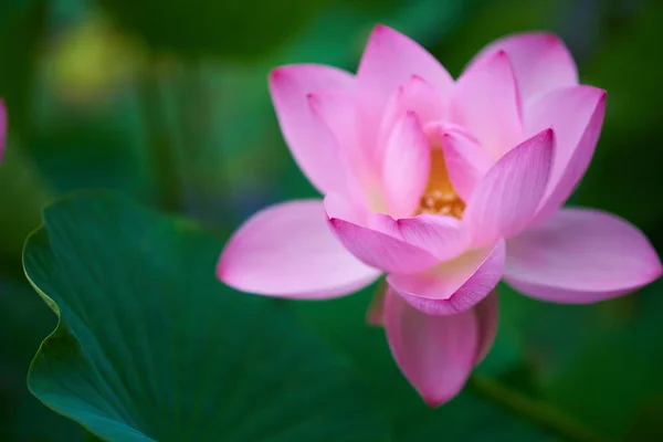 Bela Flor Lótus Rosa Vista Close — Fotografia de Stock