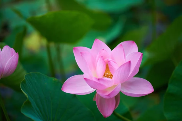 Bela Flor Lótus Rosa Vista Close — Fotografia de Stock