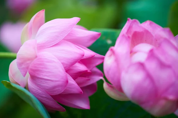 Vacker Rosa Lotus Blomma Närbild — Stockfoto