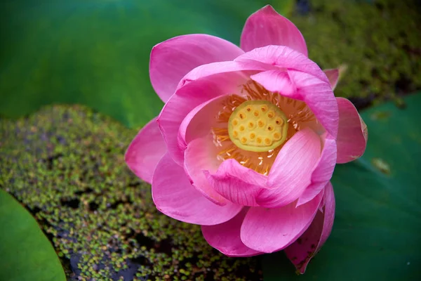 Vacker Rosa Lotus Blomma Närbild — Stockfoto